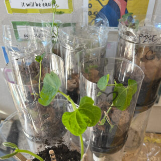 Encinal Jr & Sr High Biology in the garden